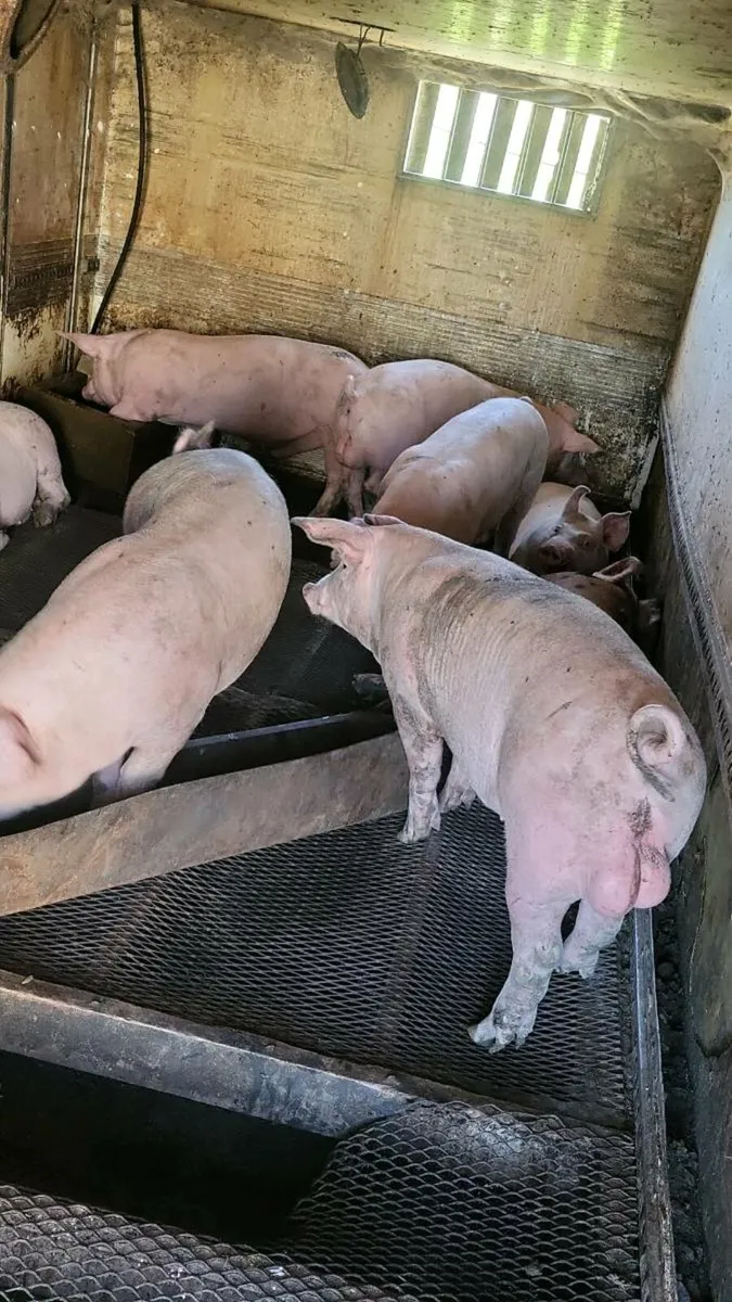 Fat pigs