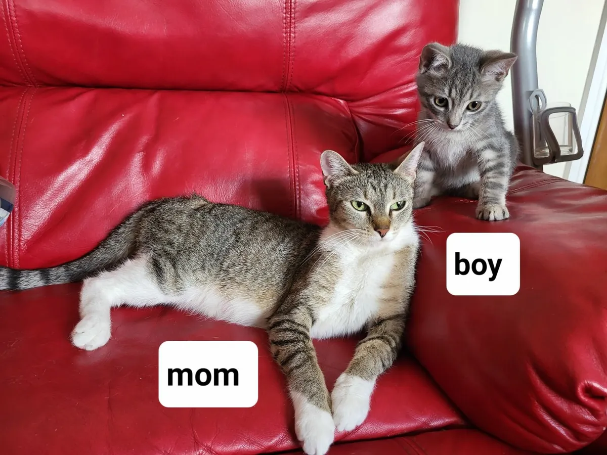 Tabby kittens - Image 1