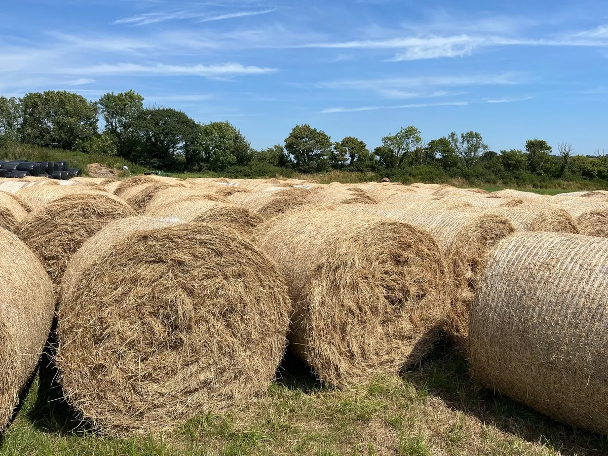 Good Quality Hay + Straw - Image 1
