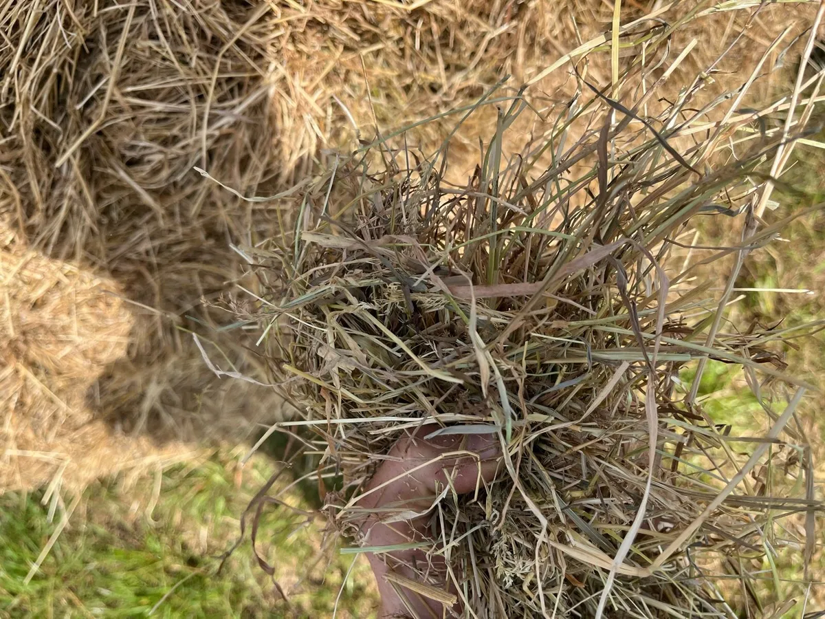 Good Quality Hay + Straw - Image 2