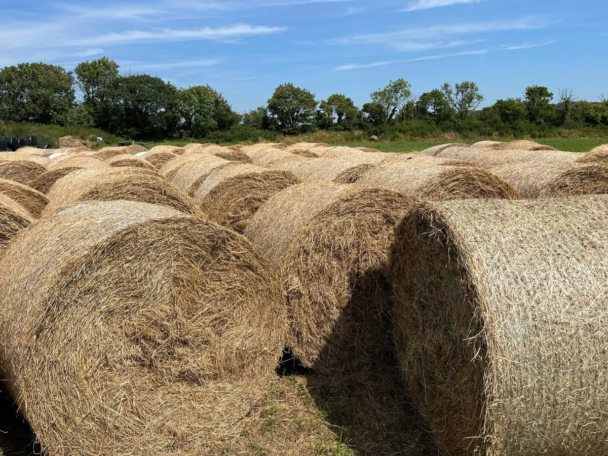 Good Quality Hay + Straw - Image 3