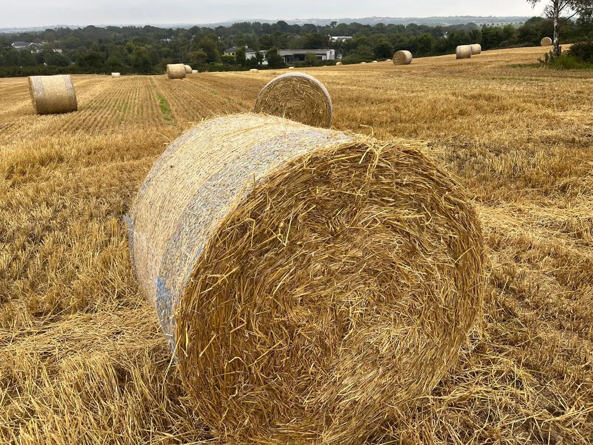 Good Quality Hay + Straw - Image 4
