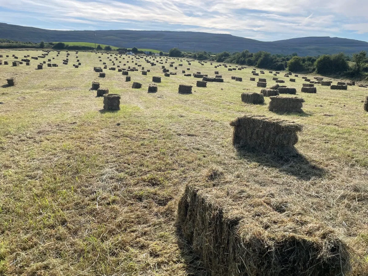 Square bales of hay - Image 1