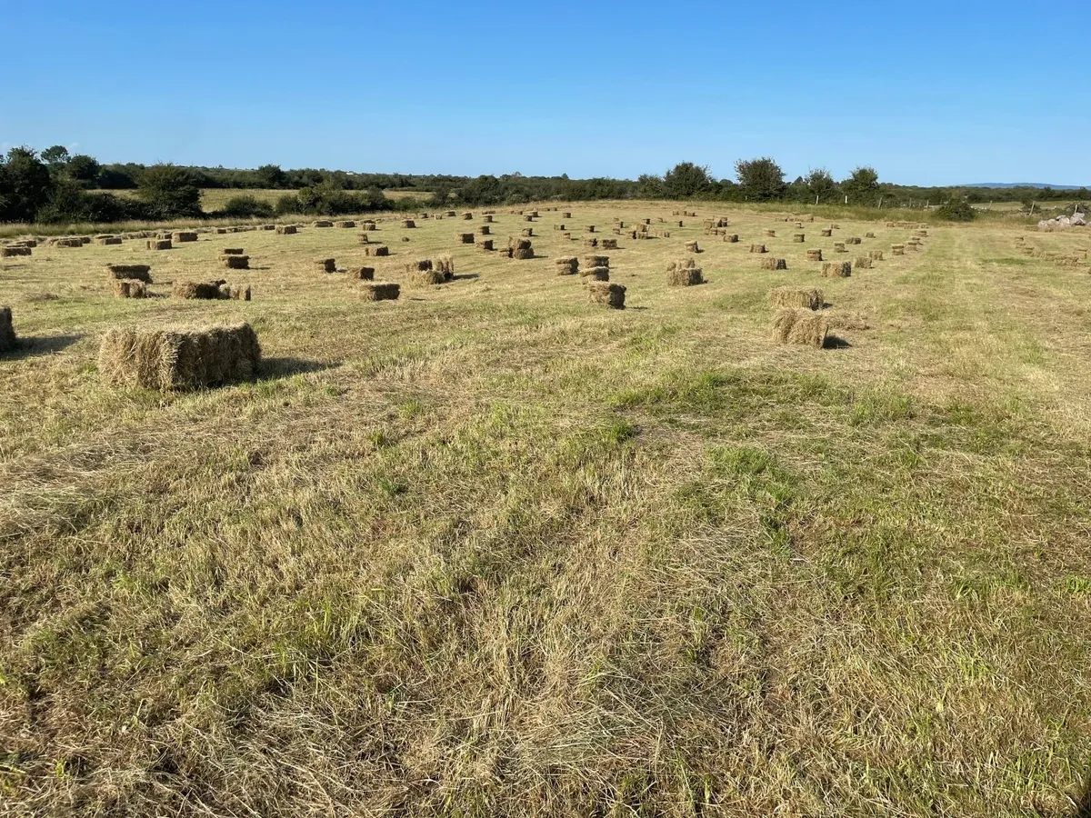 Square bales of hay - Image 2