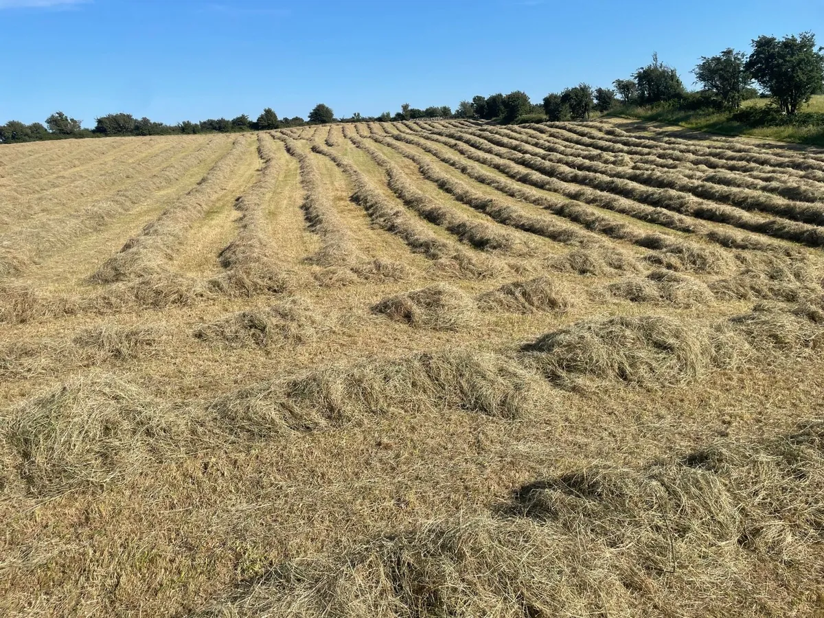 Square bales of hay - Image 3