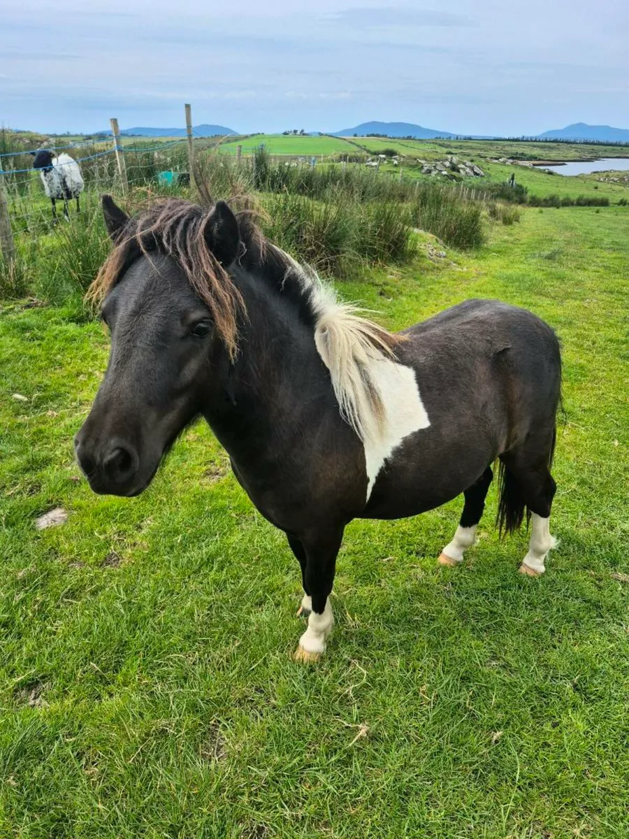Shetland pony - Image 1