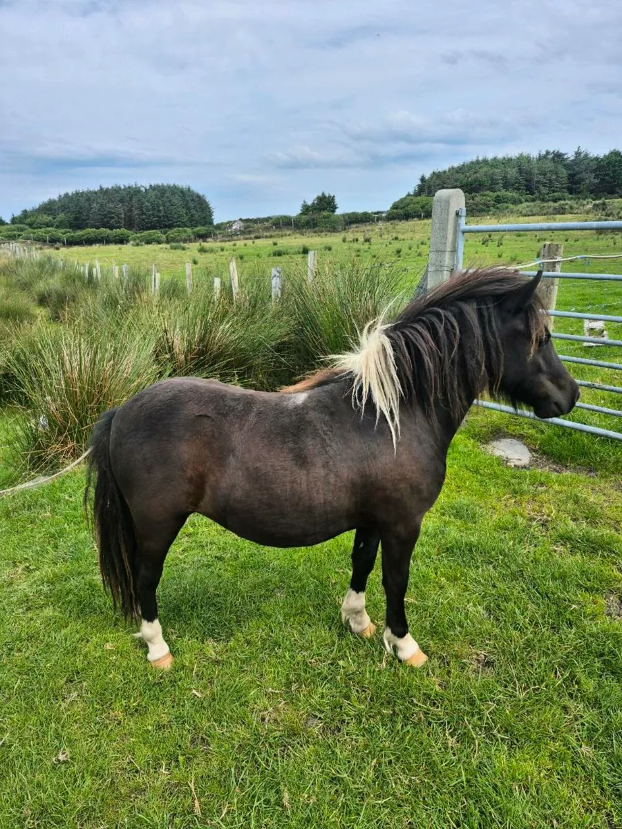 Shetland pony - Image 2
