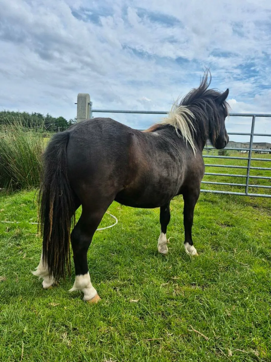 Shetland pony - Image 3
