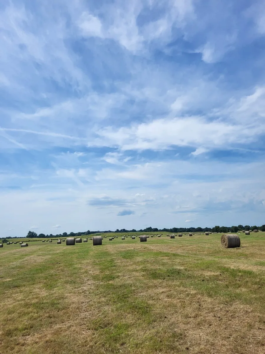 Hay - Image 1