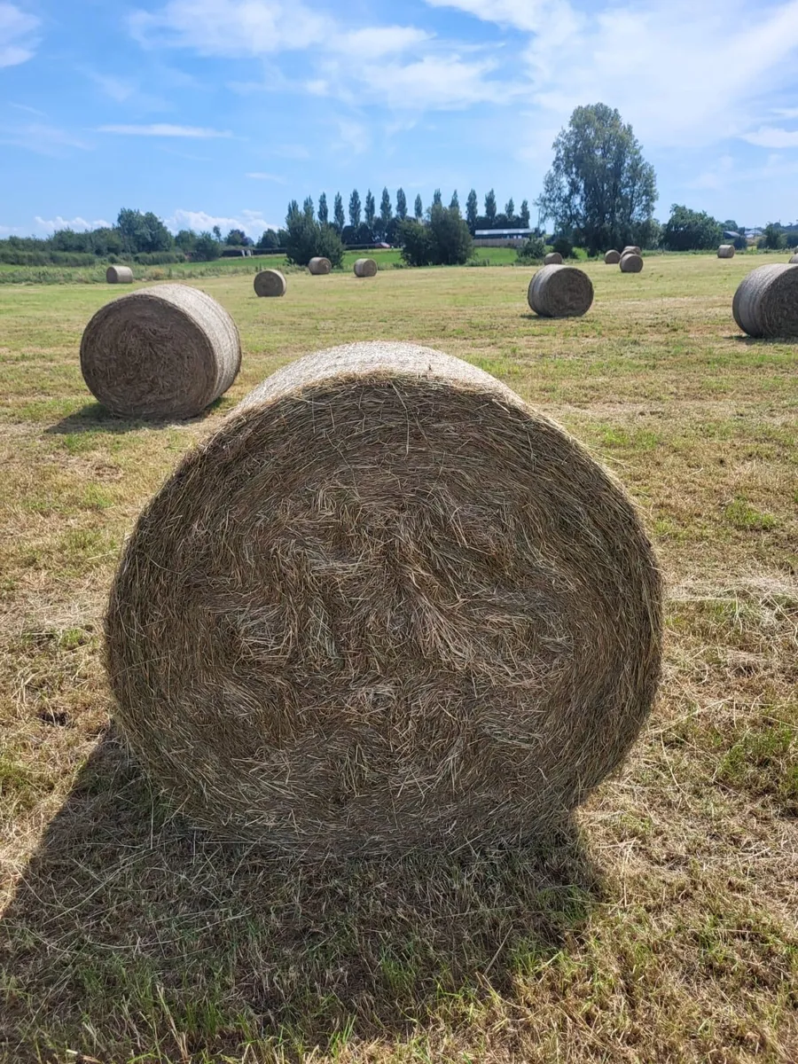 Hay - Image 2