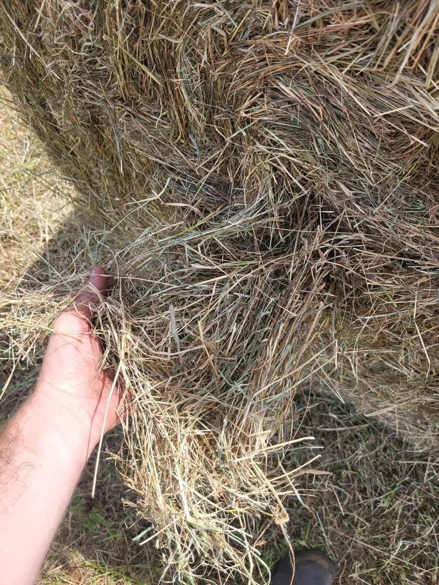 Hay - Image 3
