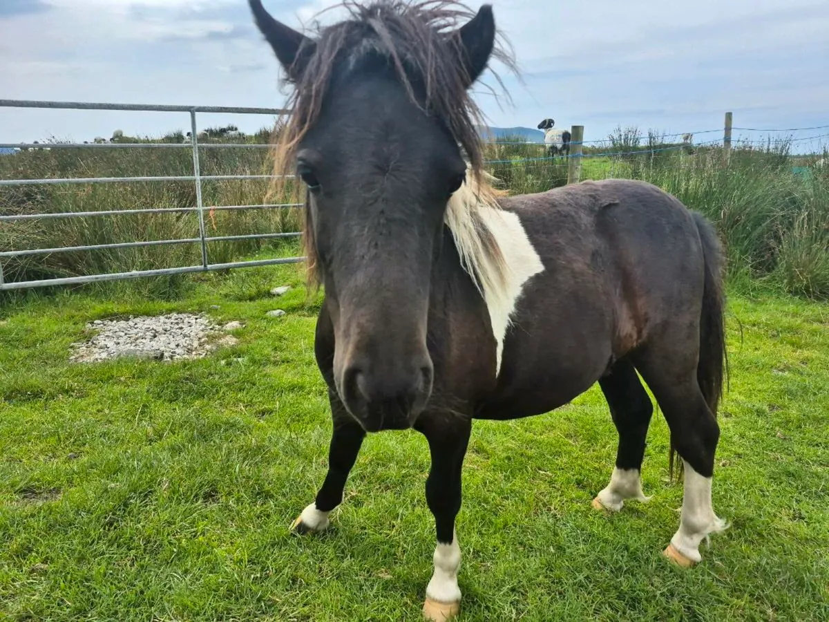 Shetland pony - Image 4