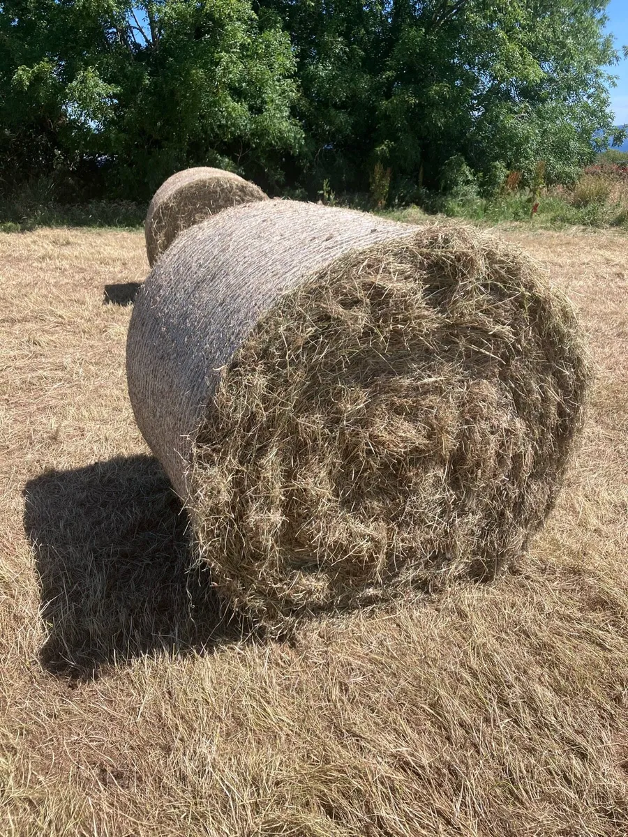 Hay, round bales, saved without rain