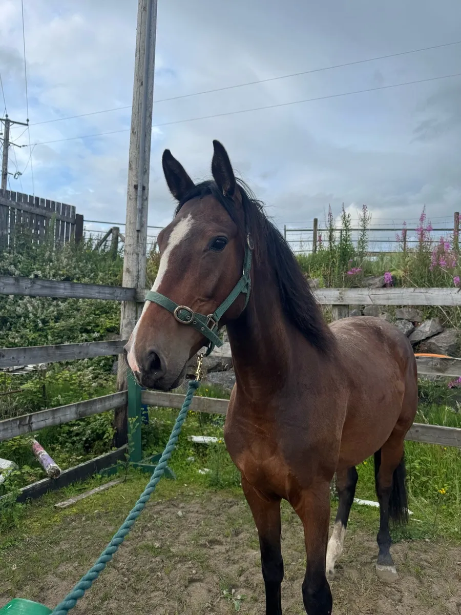 3 year old gelding by black diamant - Image 1