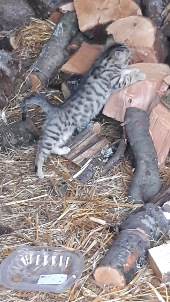 Kittens