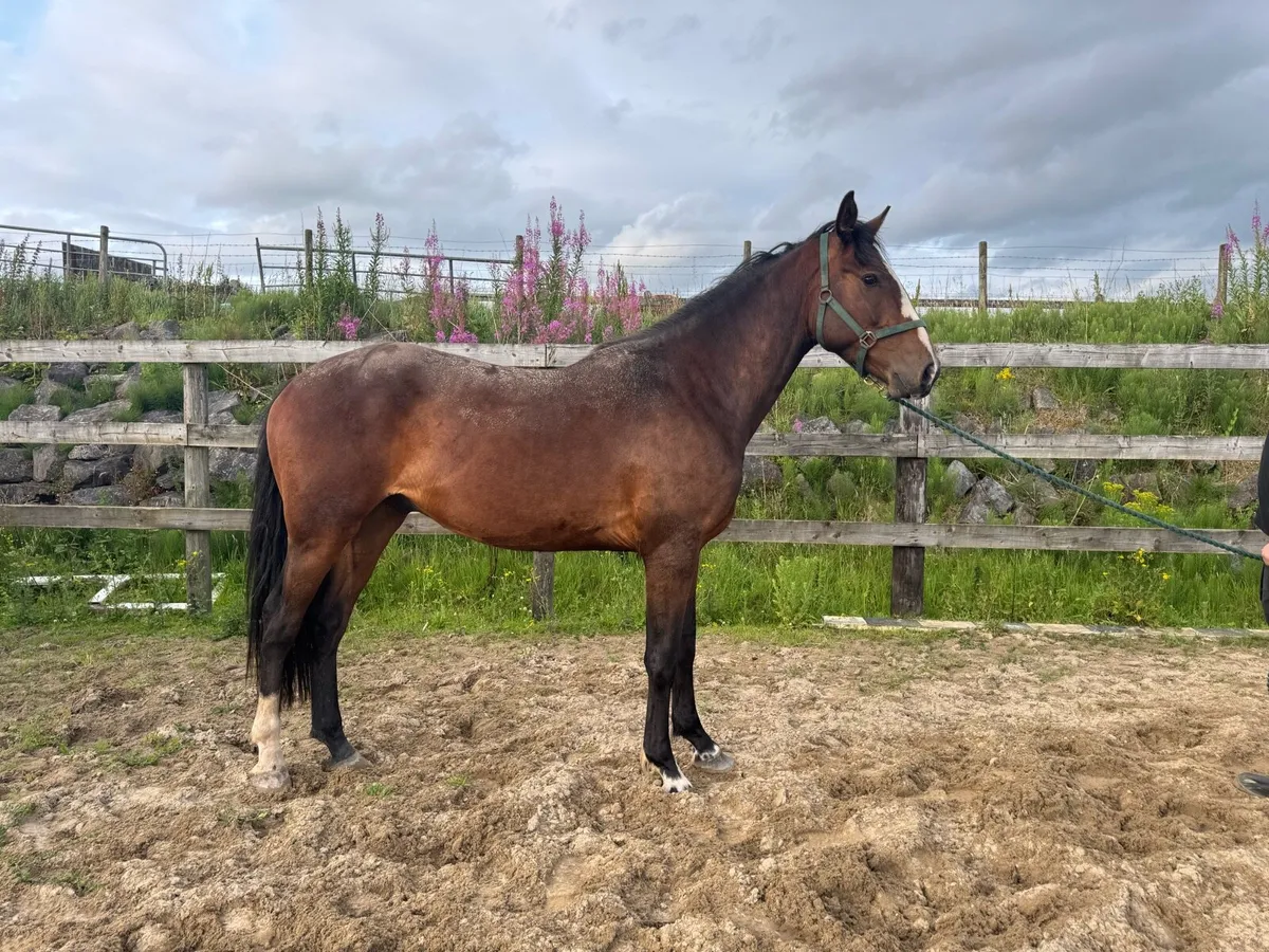 3 year old gelding by black diamant - Image 3