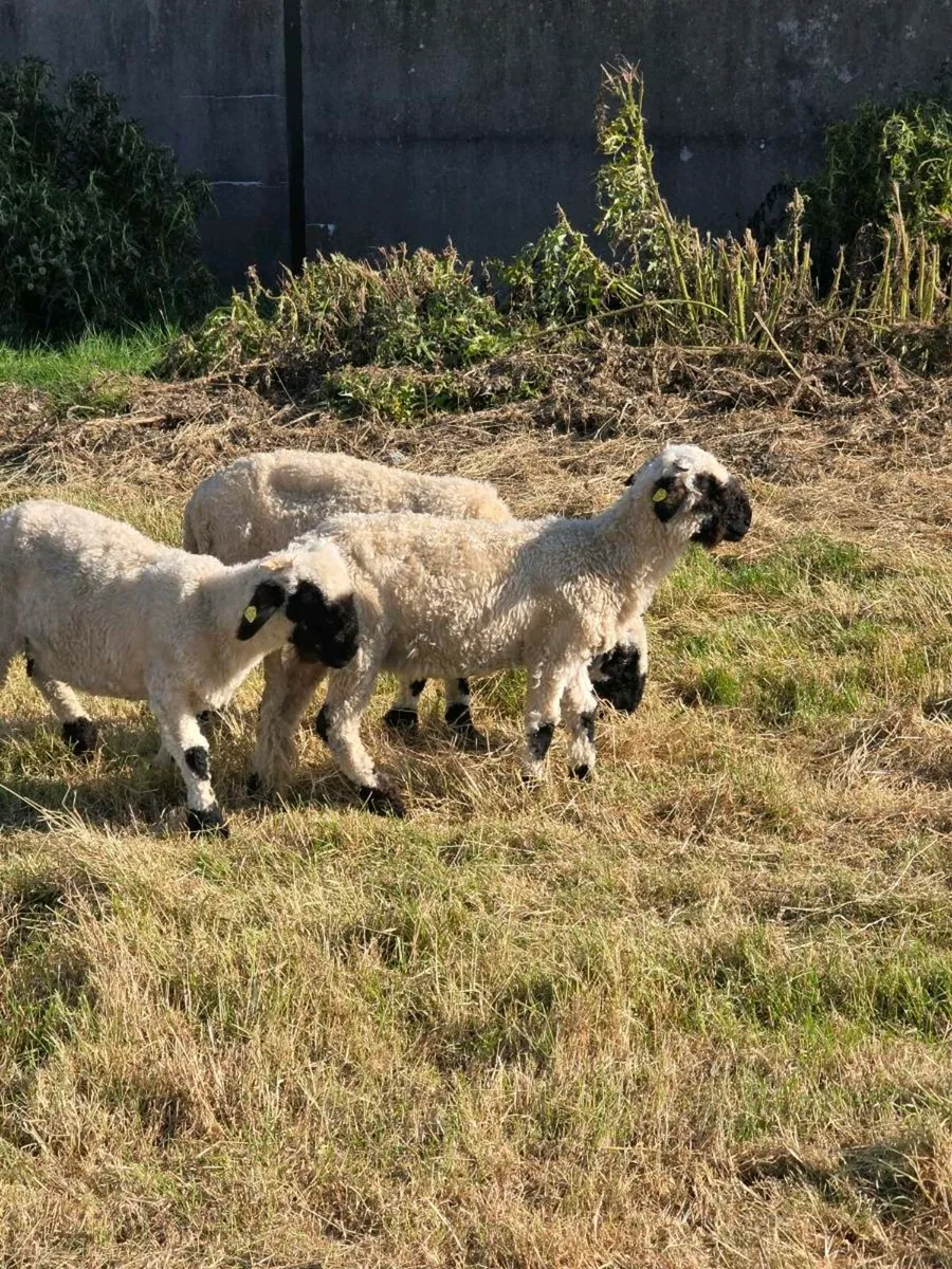 Valais black nose sheep - Image 1