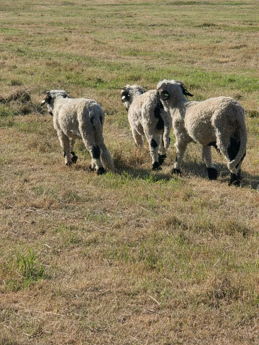 Valais black nose sheep - Image 2