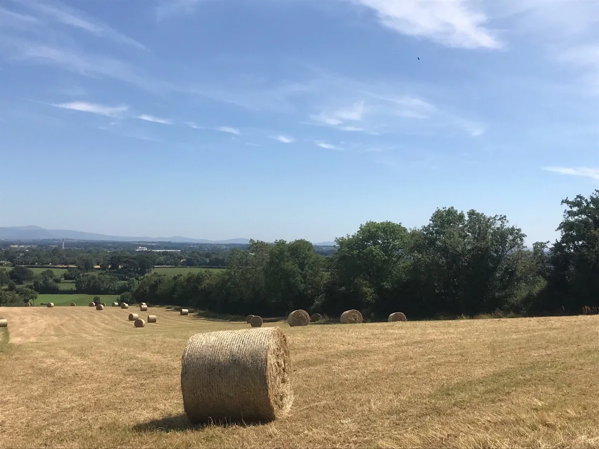 Organic hay bales - Image 2