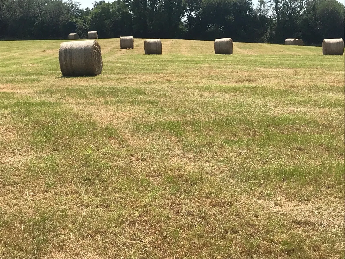 Organic hay bales - Image 3