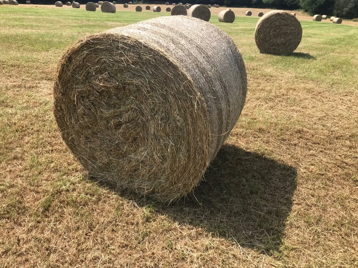 Organic hay bales - Image 4