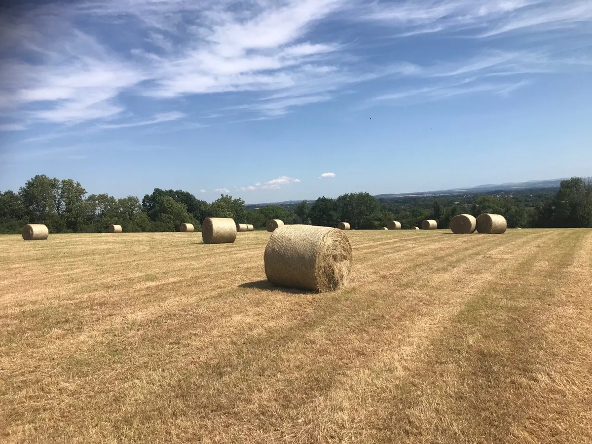 Organic hay bales - Image 1