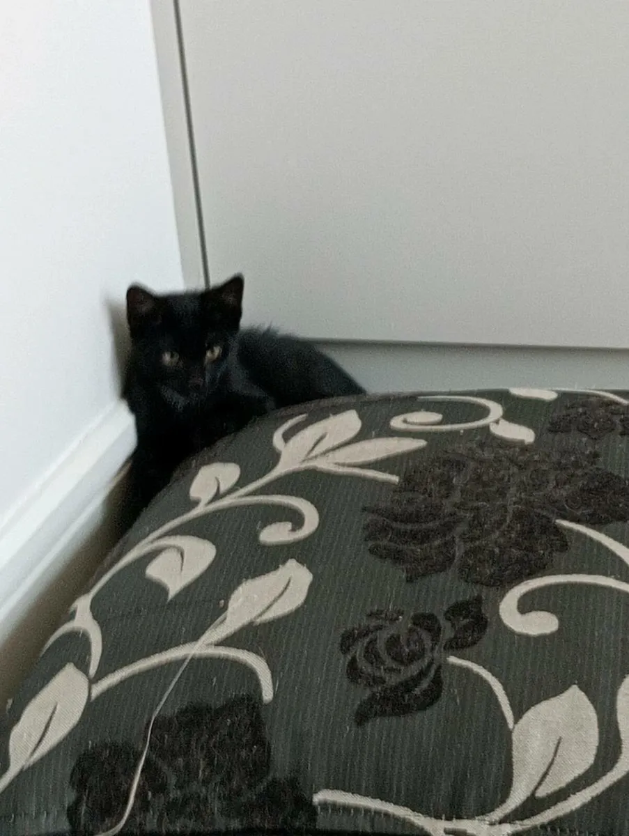 Gorgeous black male Kitten - Image 1