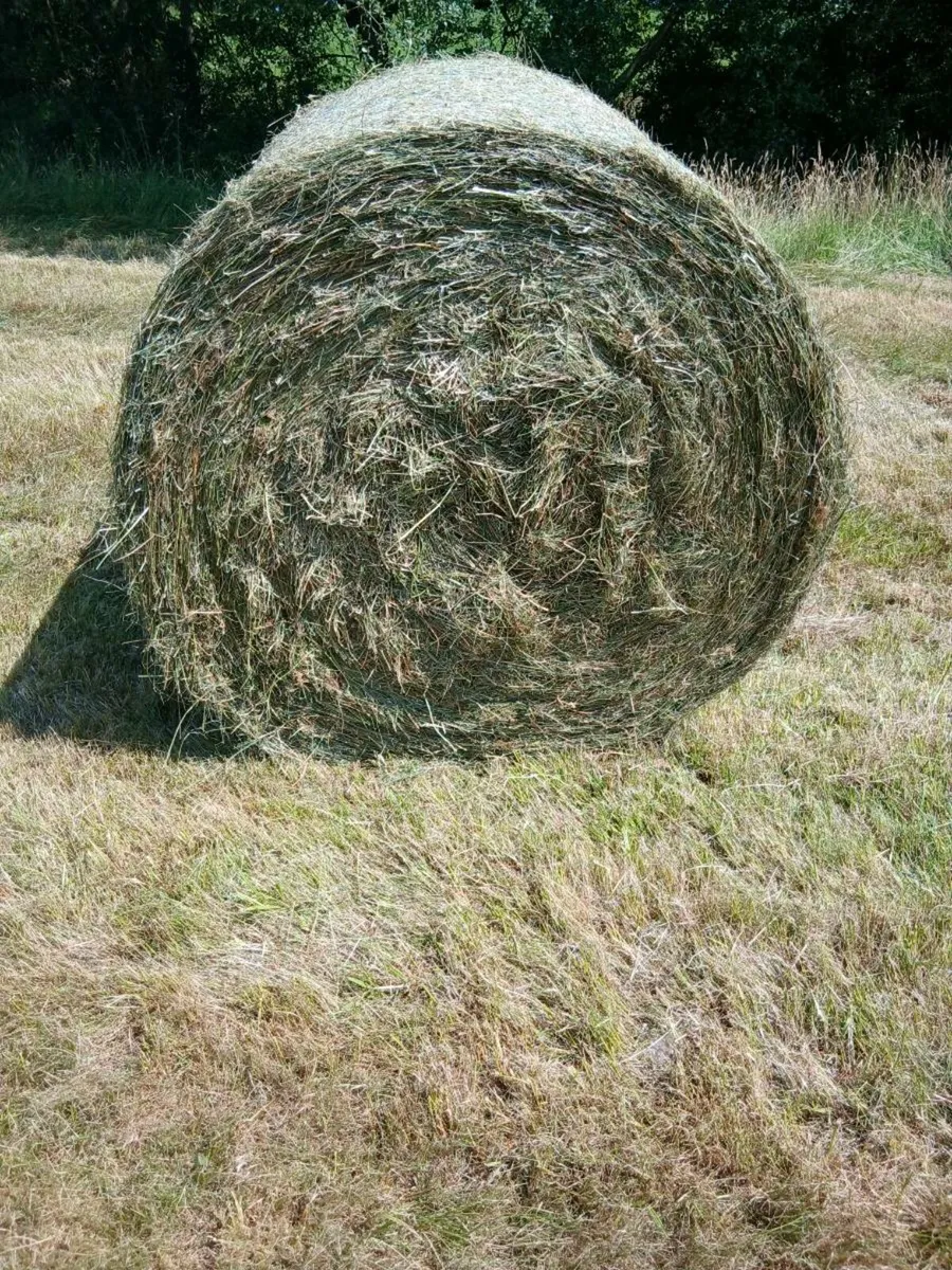 Hay - Image 1