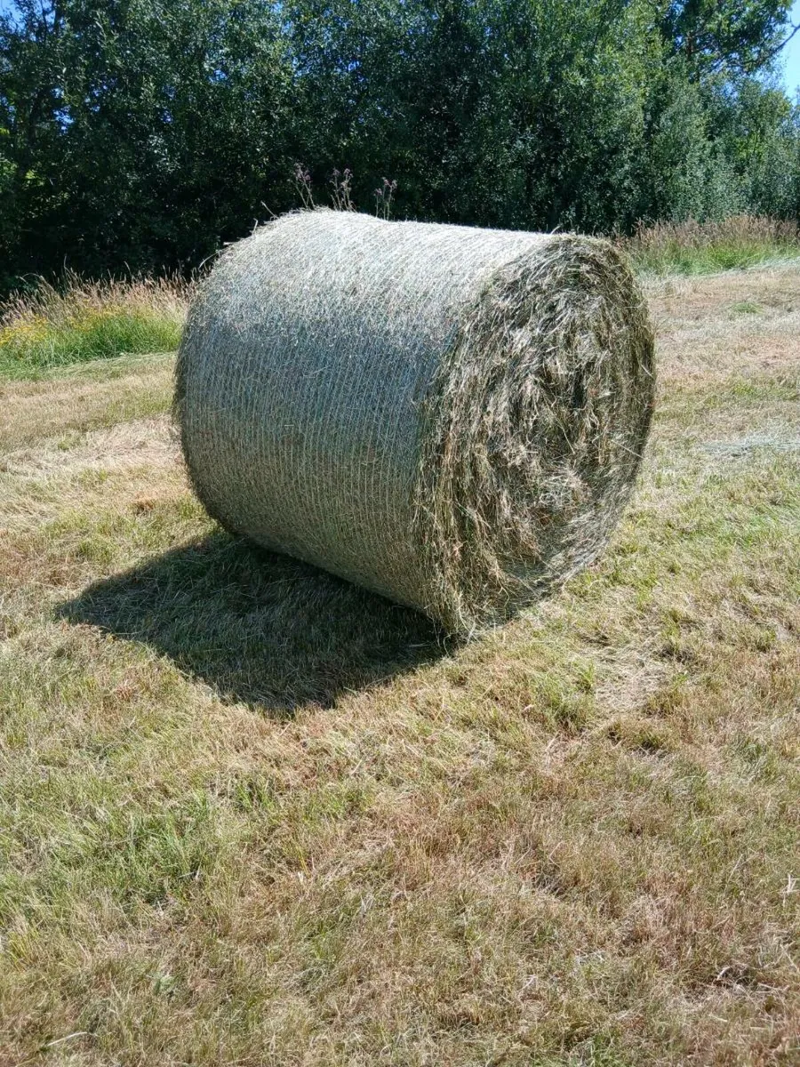 Hay - Image 3
