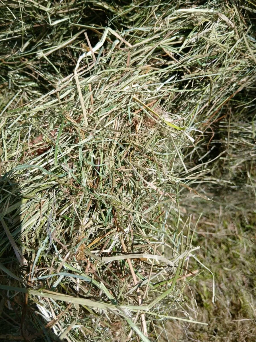 Hay - Image 4