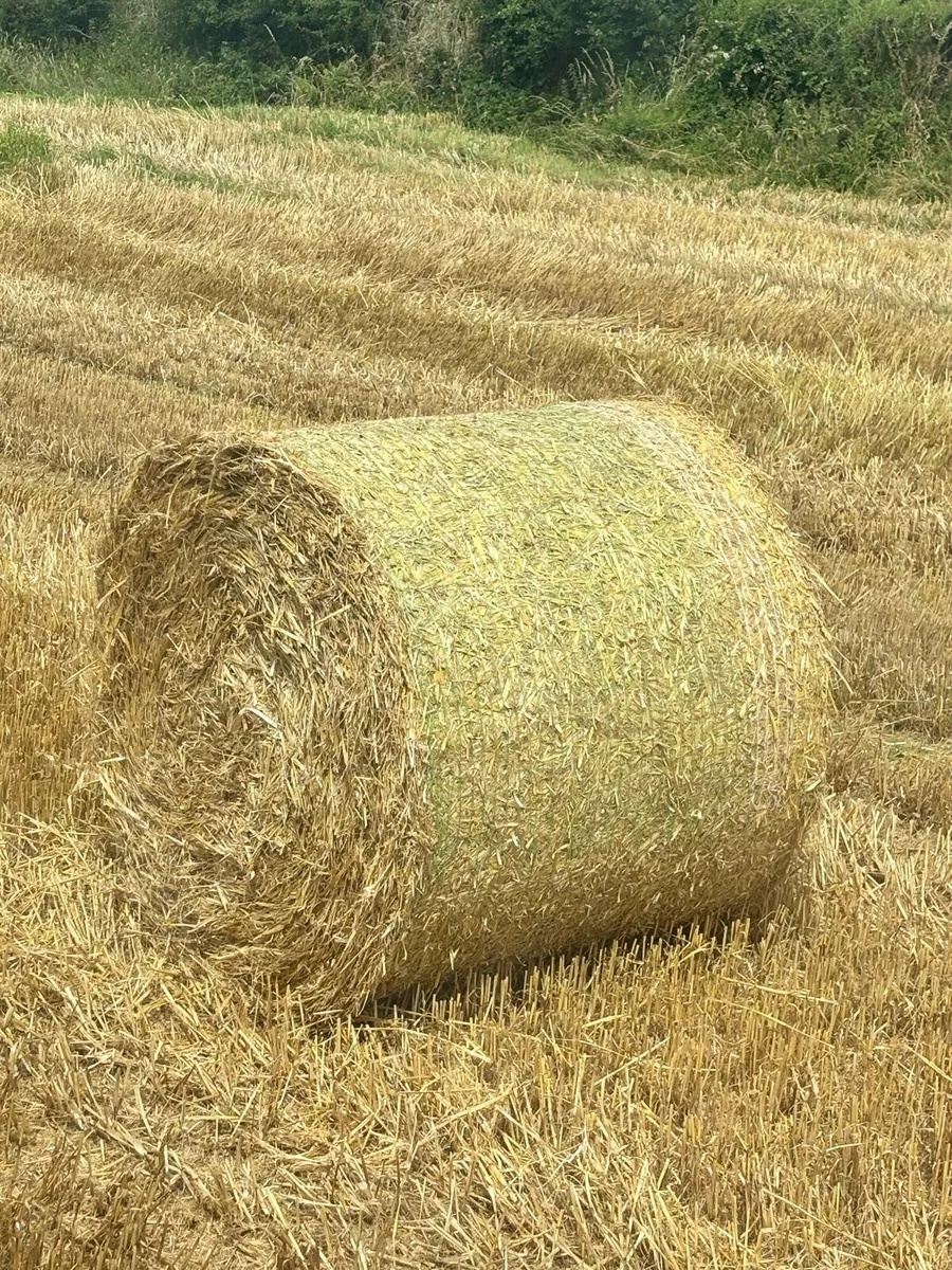 Barley straw