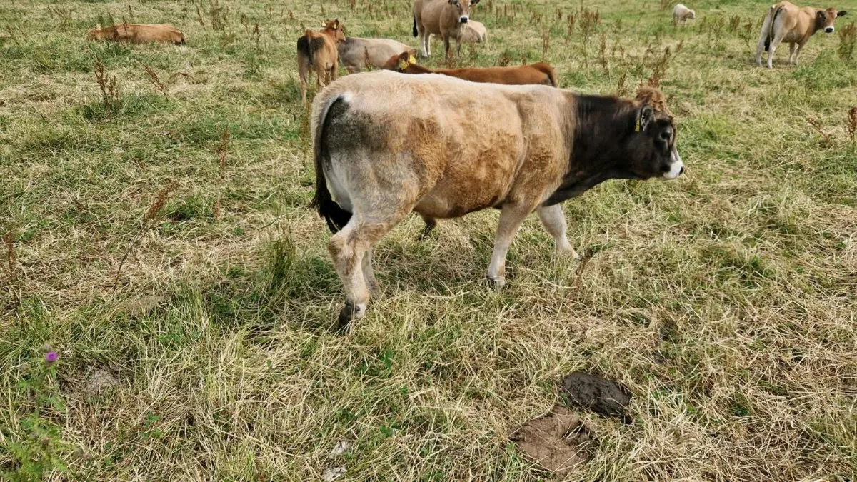 Organic Aubrac bulls - Image 2