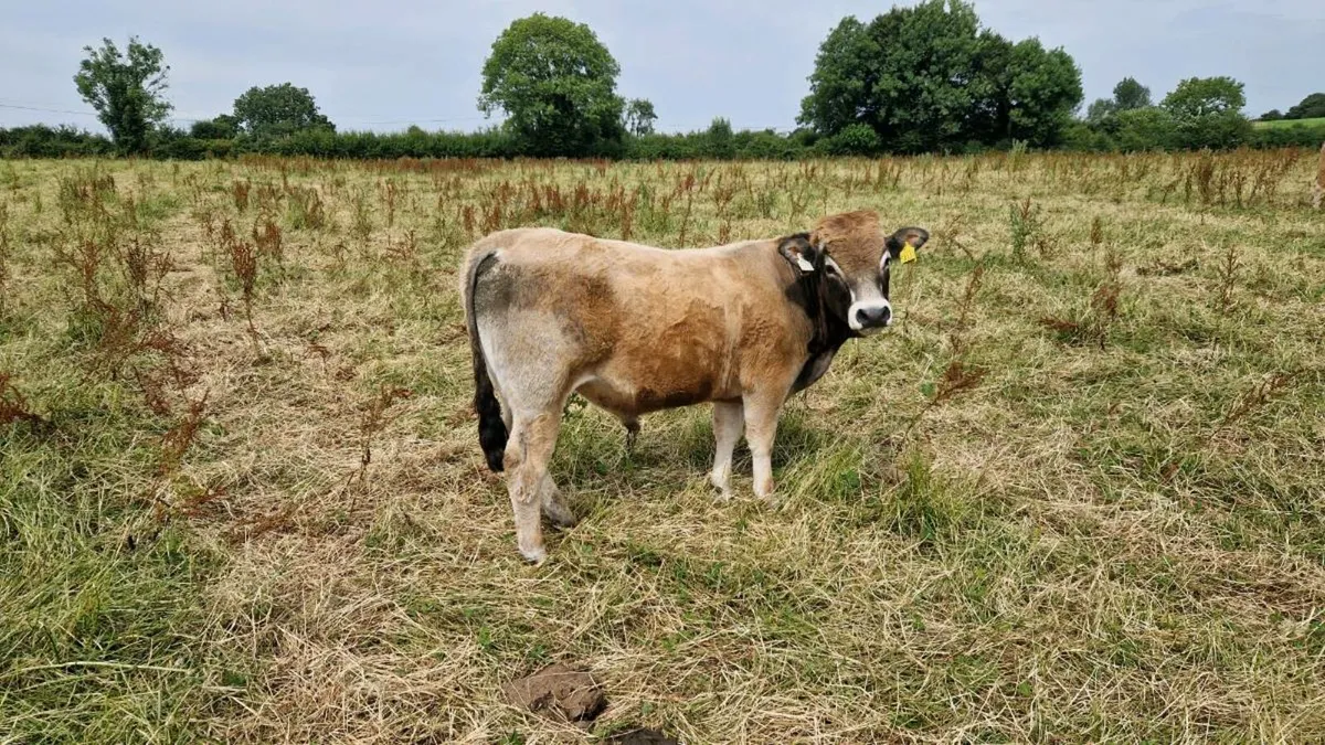 Organic Aubrac bulls - Image 3