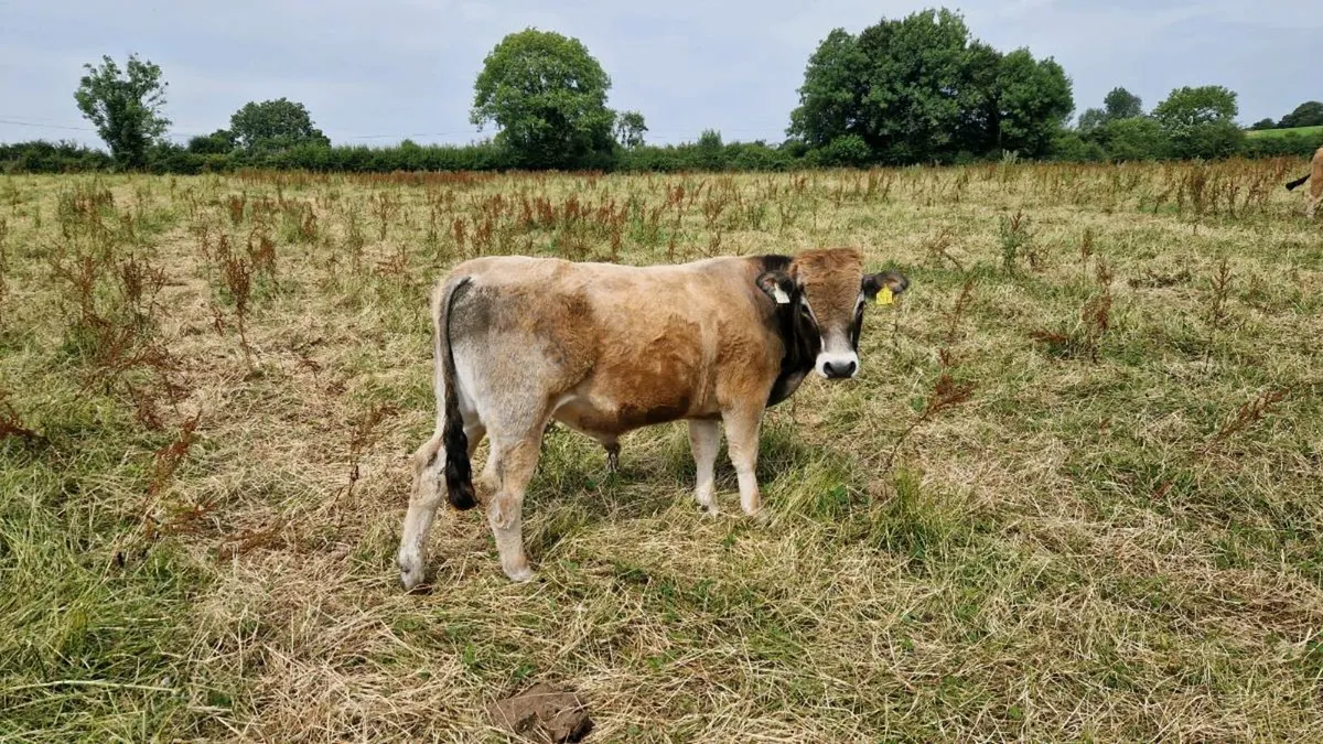 Organic Aubrac bulls - Image 4