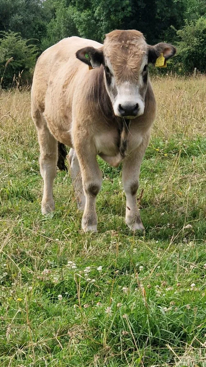 Organic Aubrac bulls - Image 1