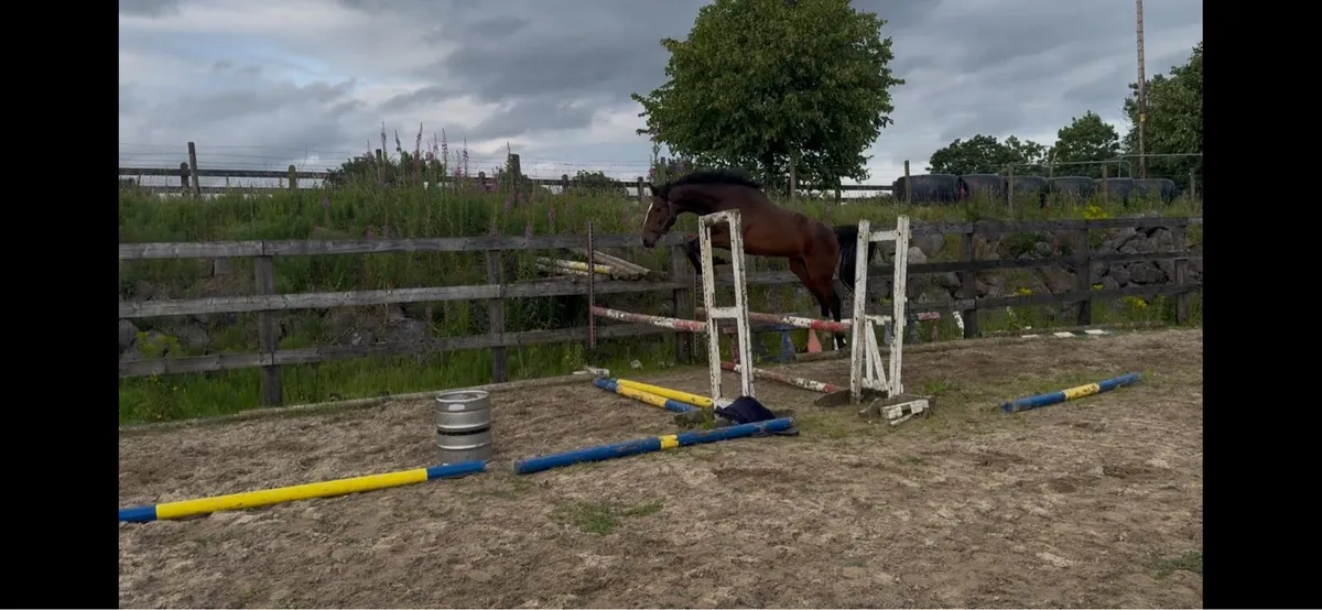 3 year old gelding by black diamant - Image 4