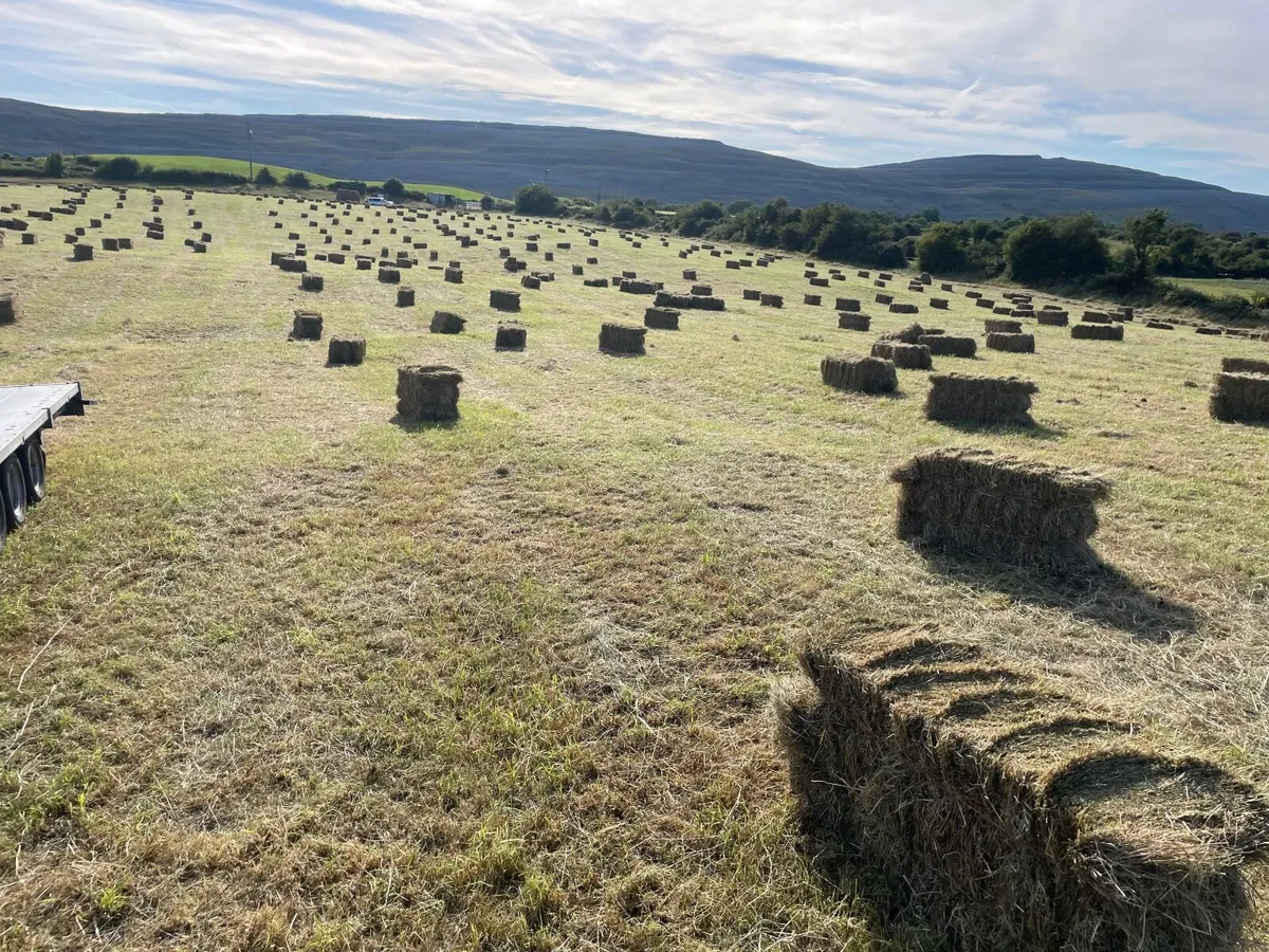 Square bales of hay - Image 1