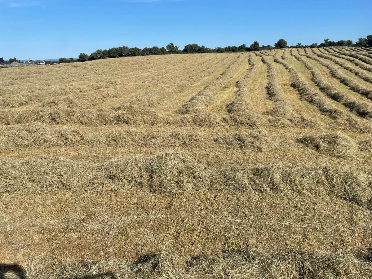Square bales of hay - Image 2