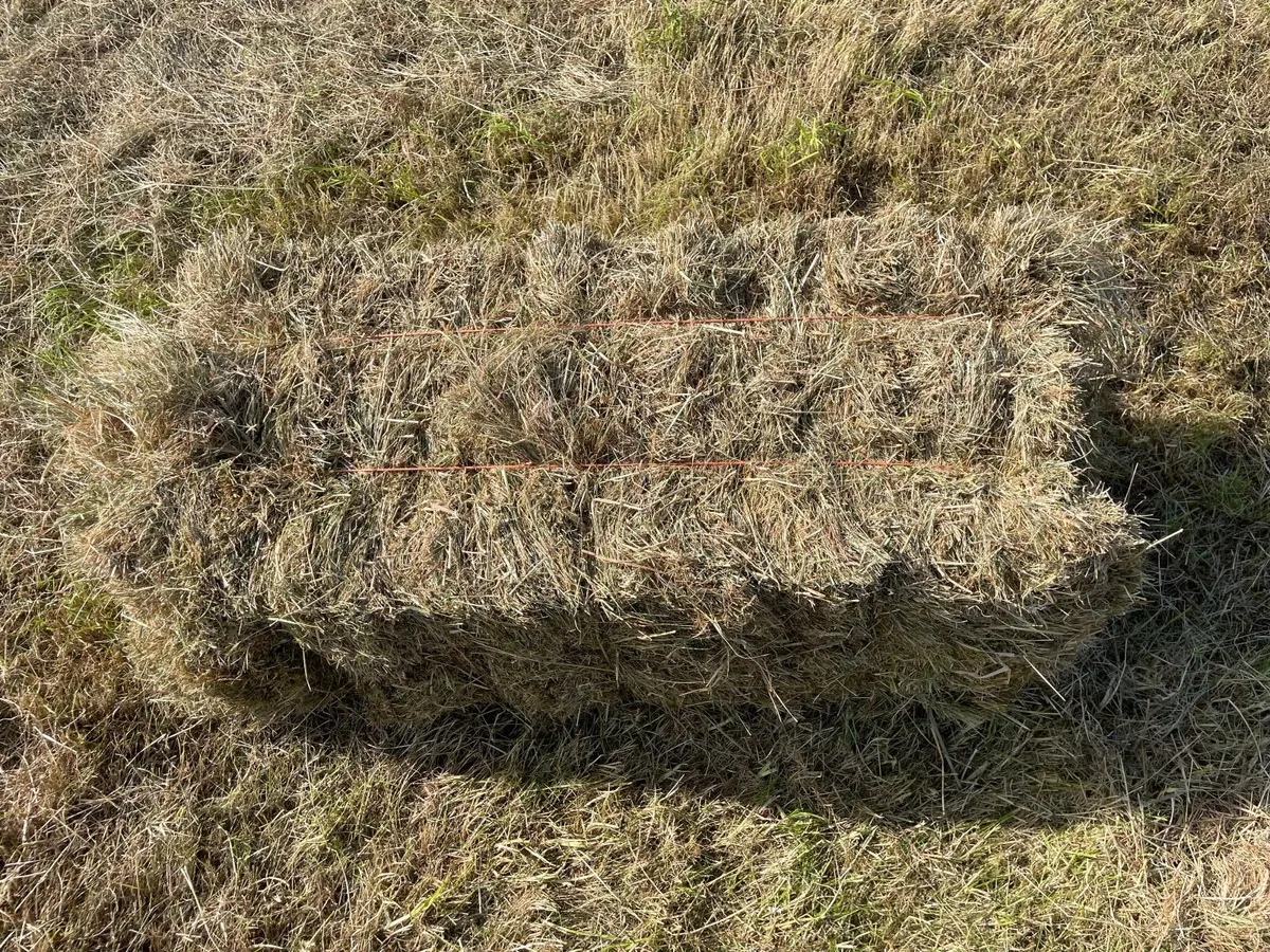 Square bales of hay - Image 3