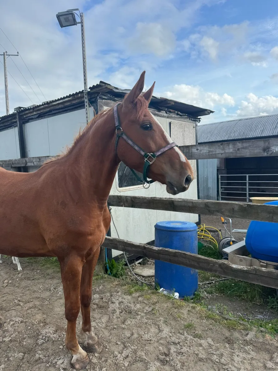 3 year old gelding by black diamant - Image 1