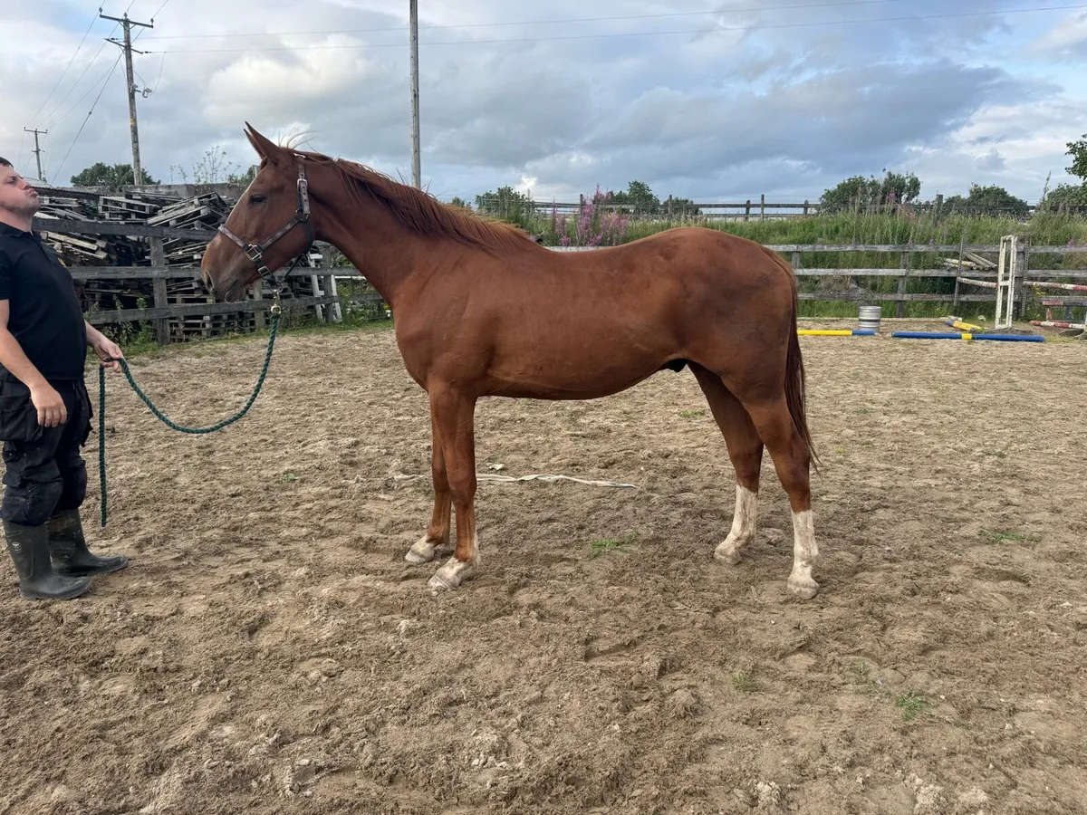 3 year old gelding by black diamant - Image 3