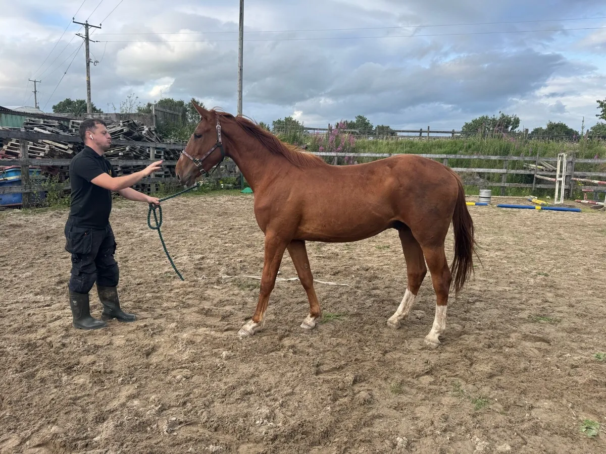 3 year old gelding by black diamant - Image 4