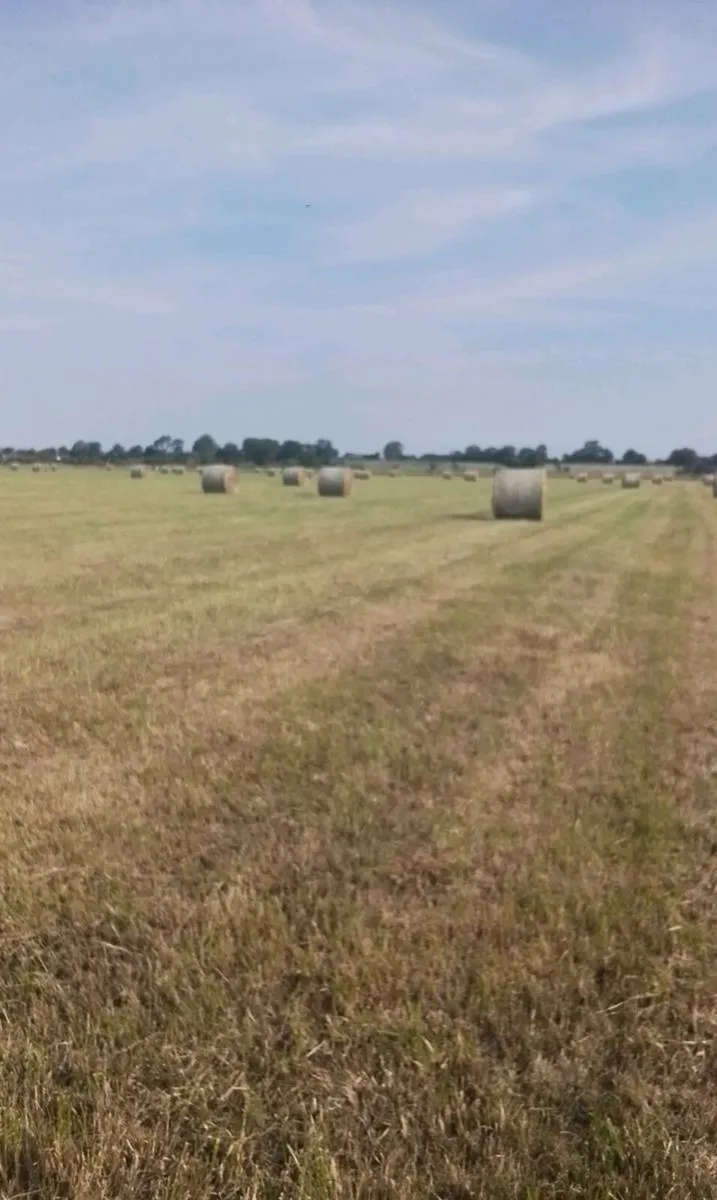 Callow hay 140 bales - Image 1