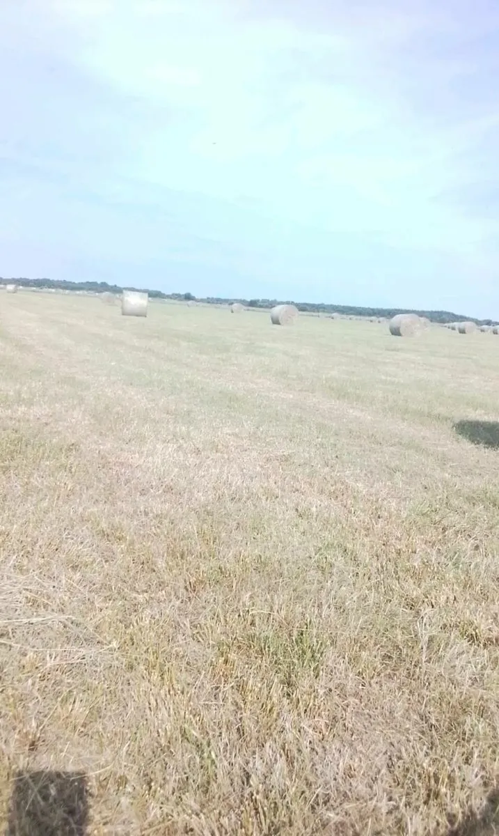 Callow hay 140 bales - Image 2
