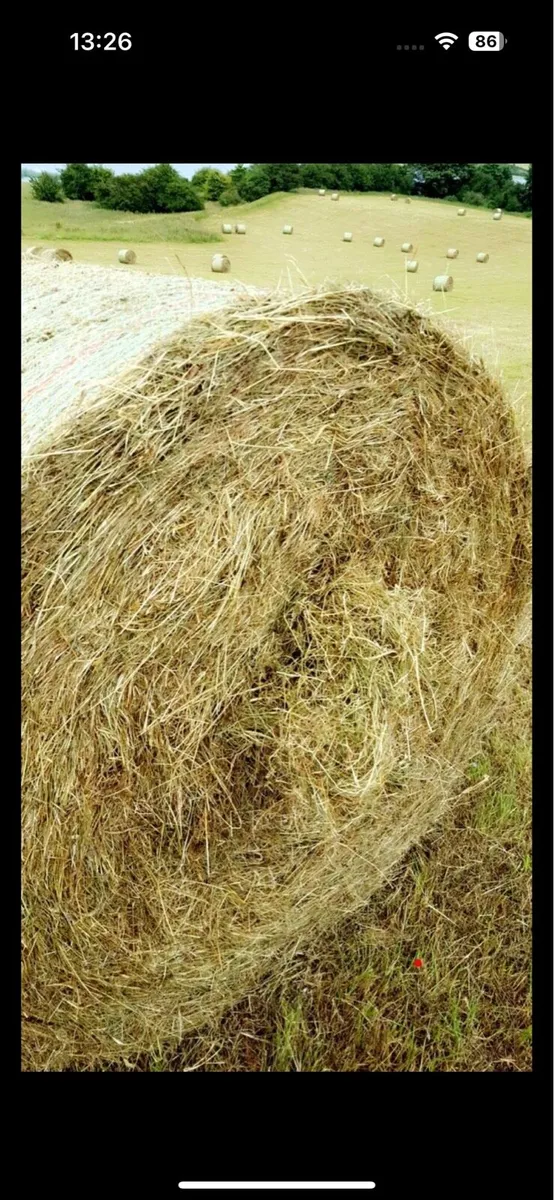 Round bales of hay