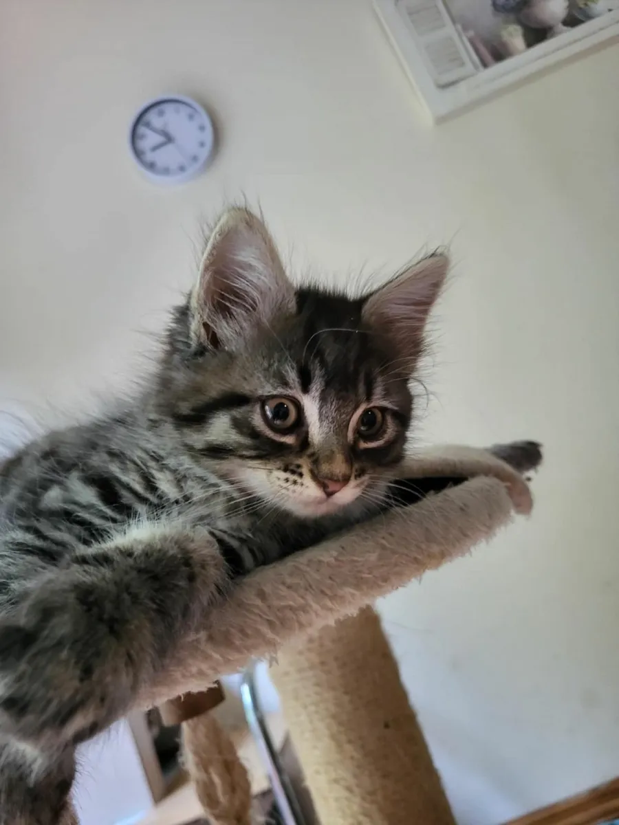 Kittens - Image 2