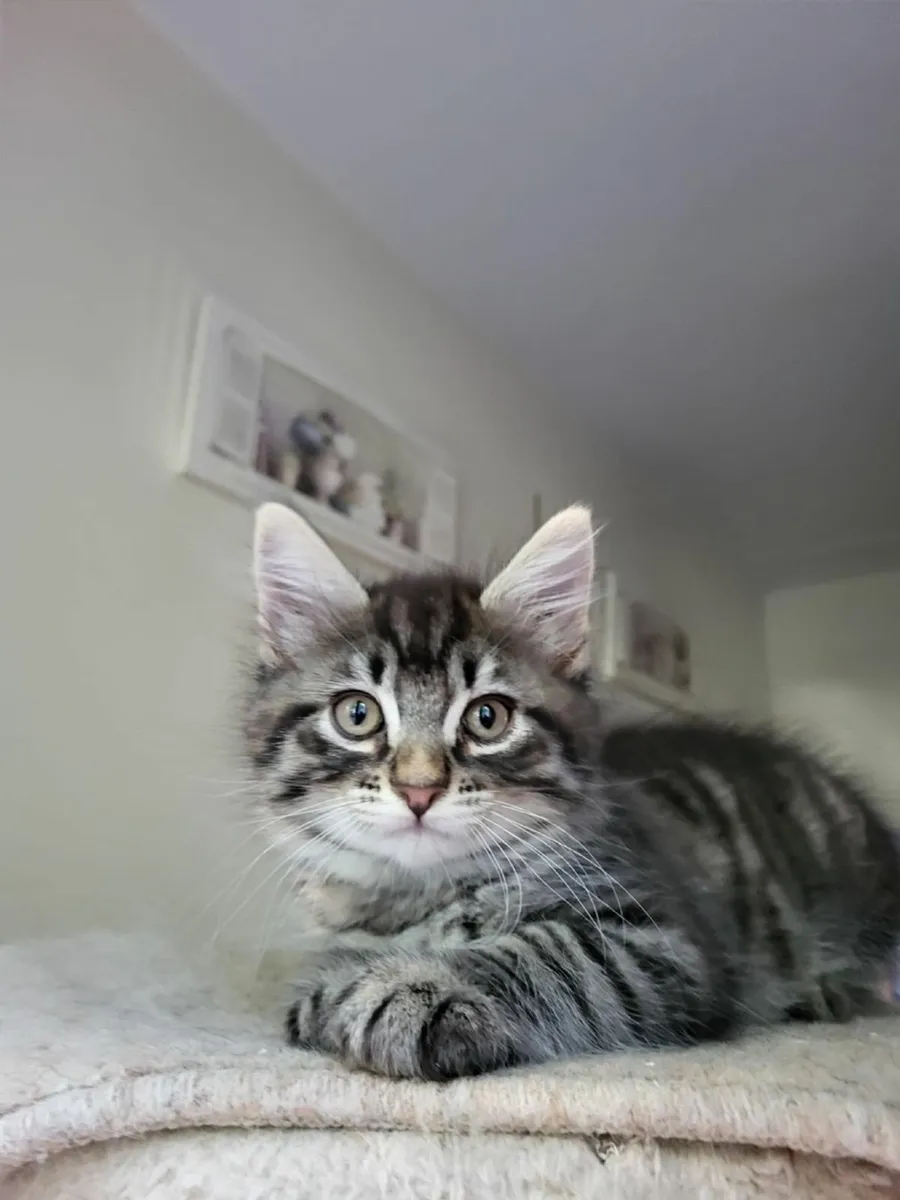 Kittens - Image 1