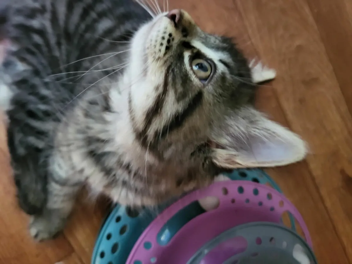 Kittens - Image 3
