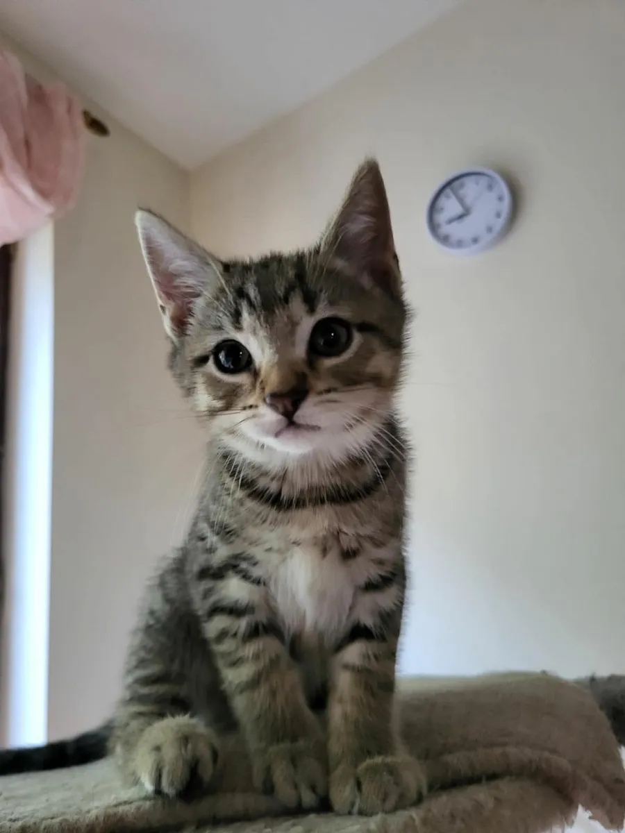 Kittens - Image 4