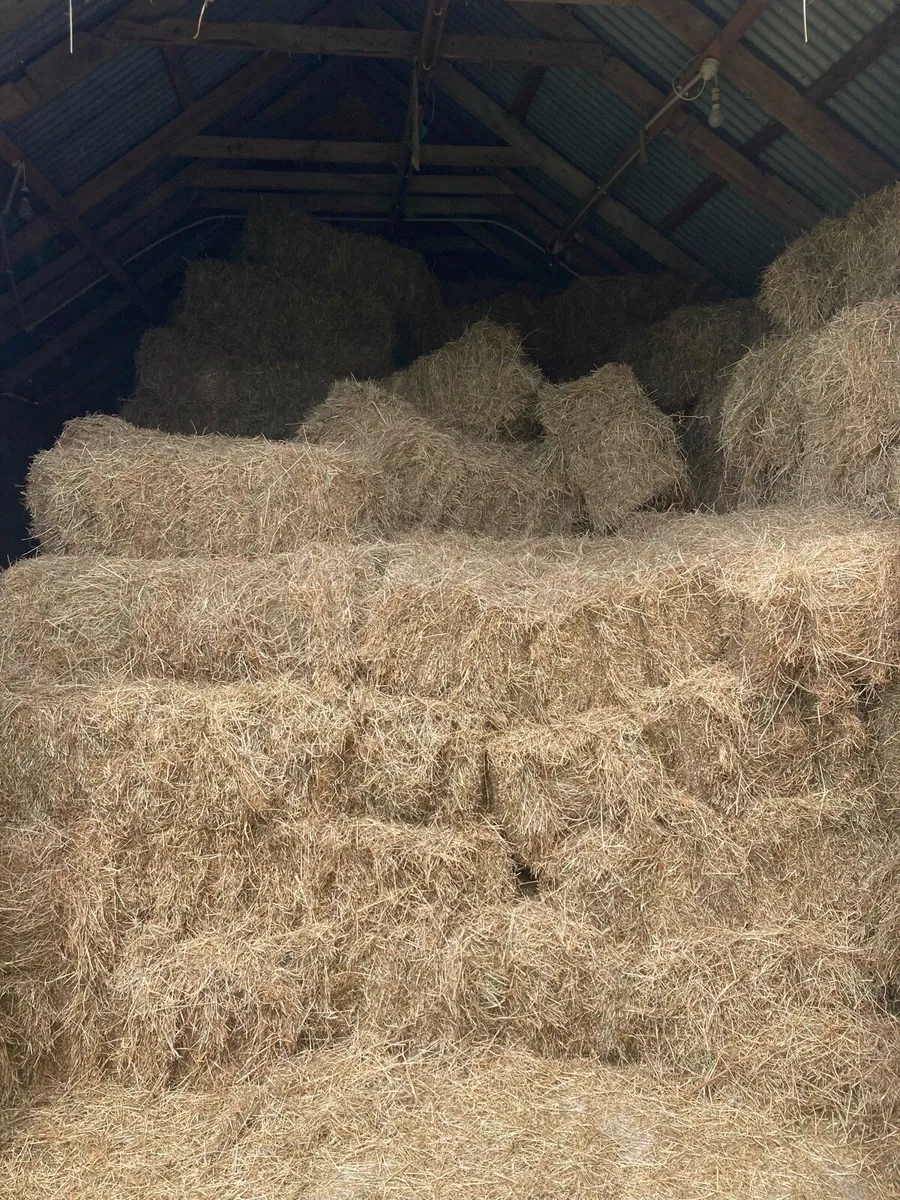 Hay, square bales - Image 1